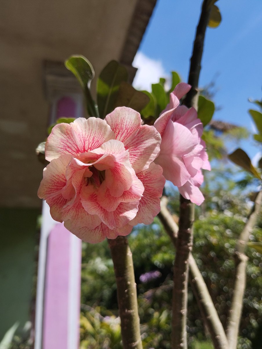 findyka's tweet photo. 💐adenium💐 (punya mama) https://t.co/ejRMF8GMQa