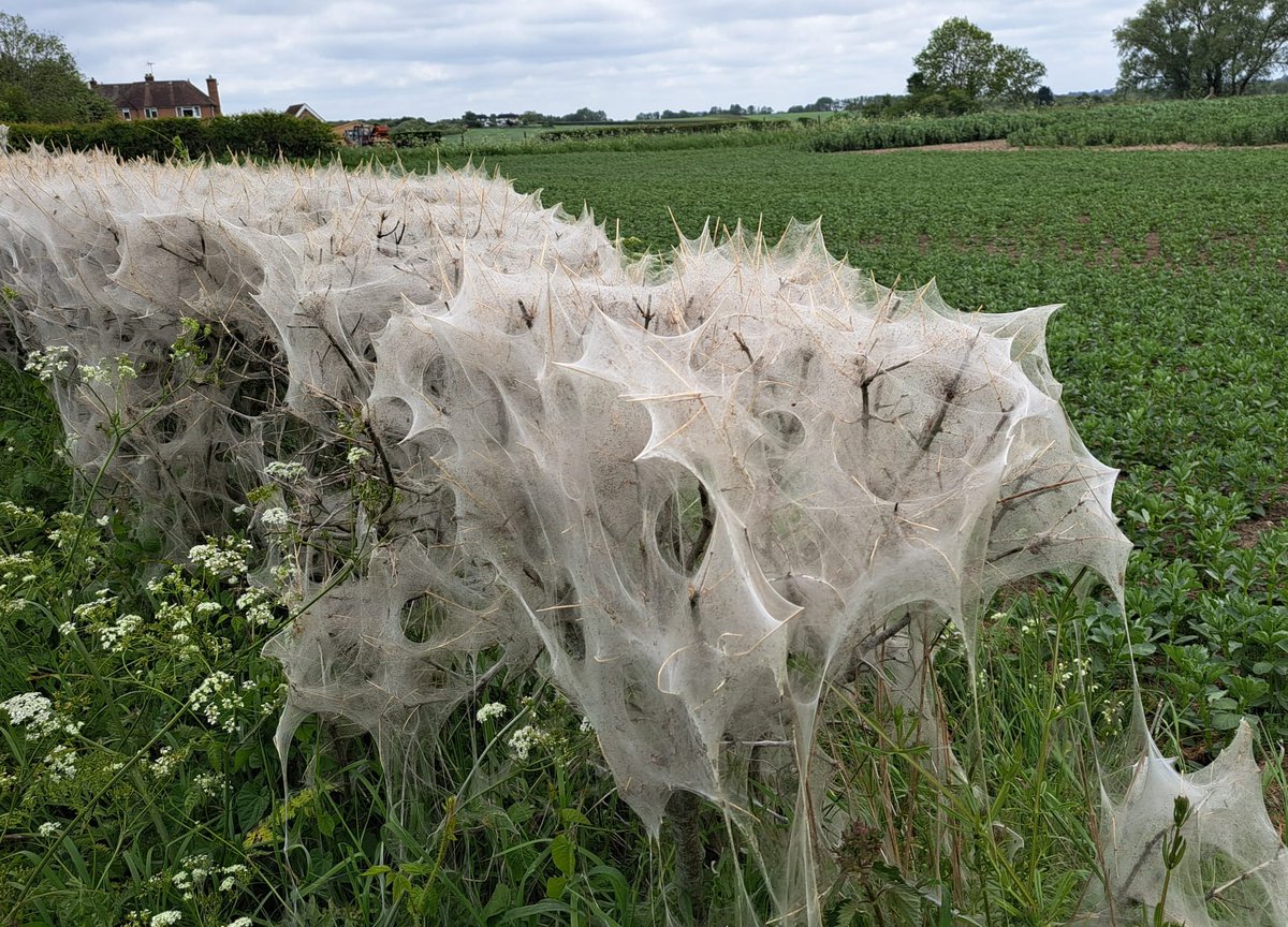 Ermine moth blanket but the hawthorn survives!