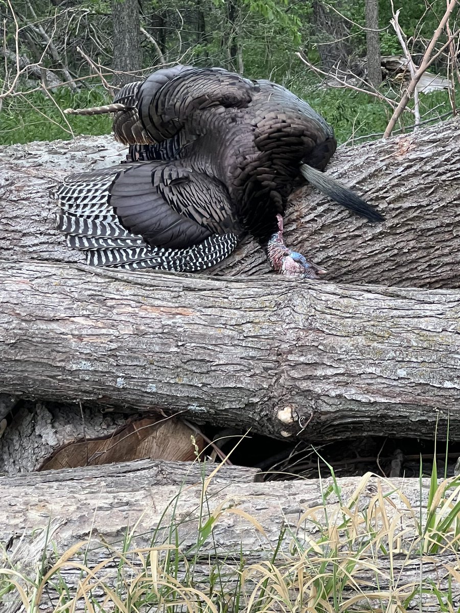 Lance Pedersen tweet media