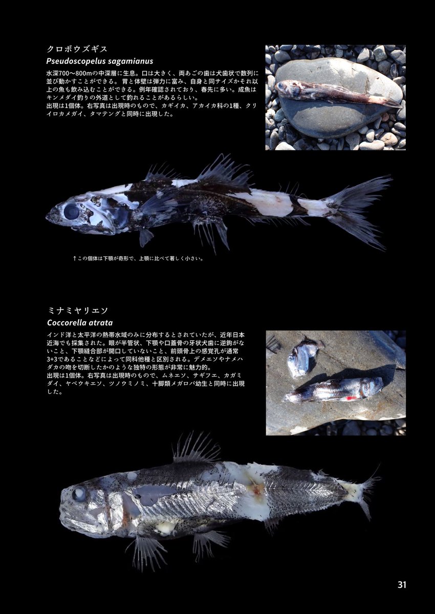 #海族のお宝2025

駿河湾での打ち上がり現象が有名な「ミズウオ」
その胃内容物から得られた深海生物の写真集を制作しています。2024年版はboothにて販売中ですのでご興味ある方は是非。2025年版も鋭意製作中！