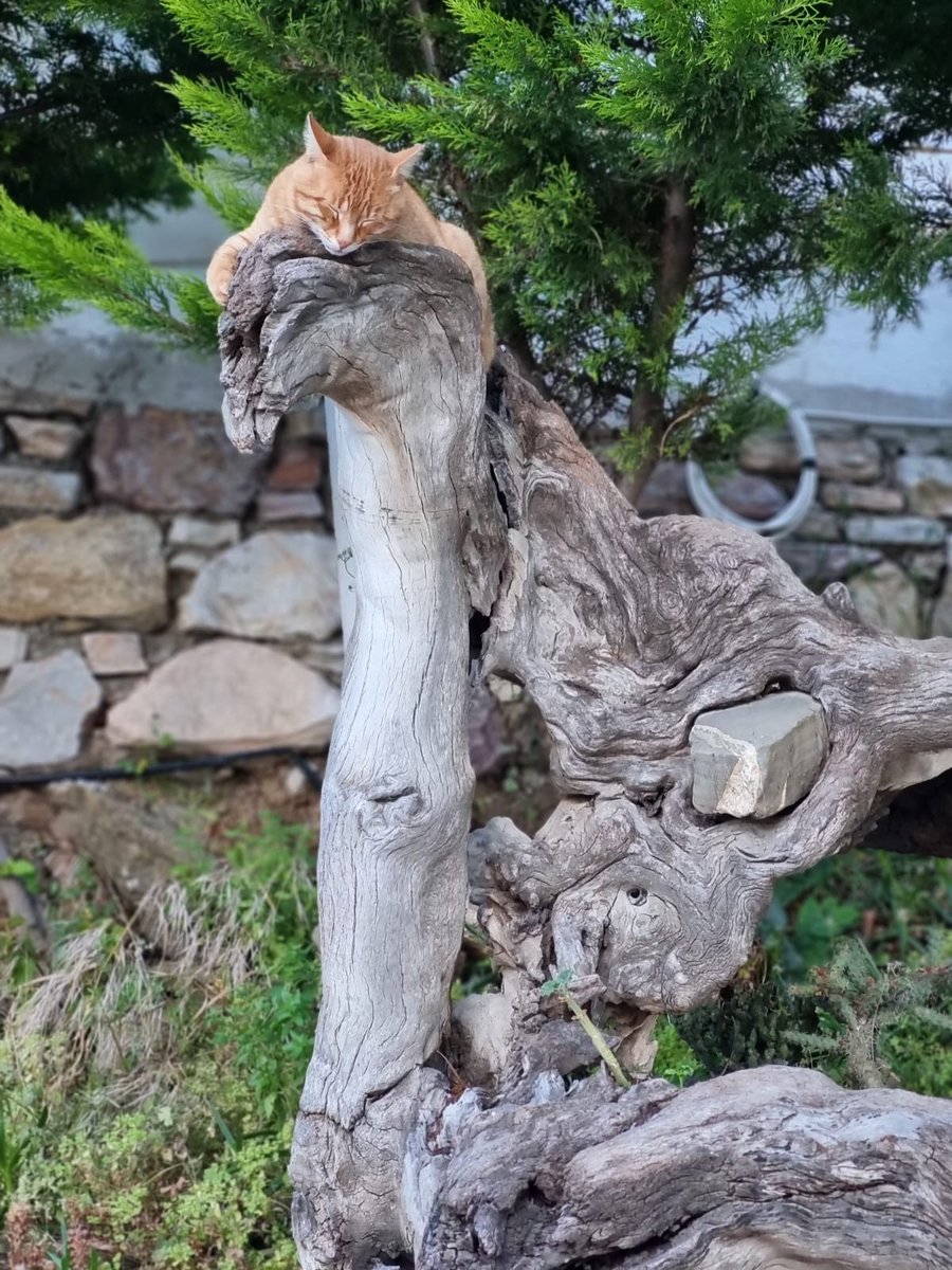 Dün şiddetli fırtına, bugün huzur #Karaincir #Datça