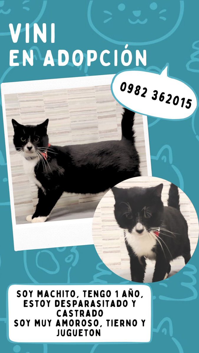 Ayudando Peludos (@ayudandopeludos) on Twitter photo 