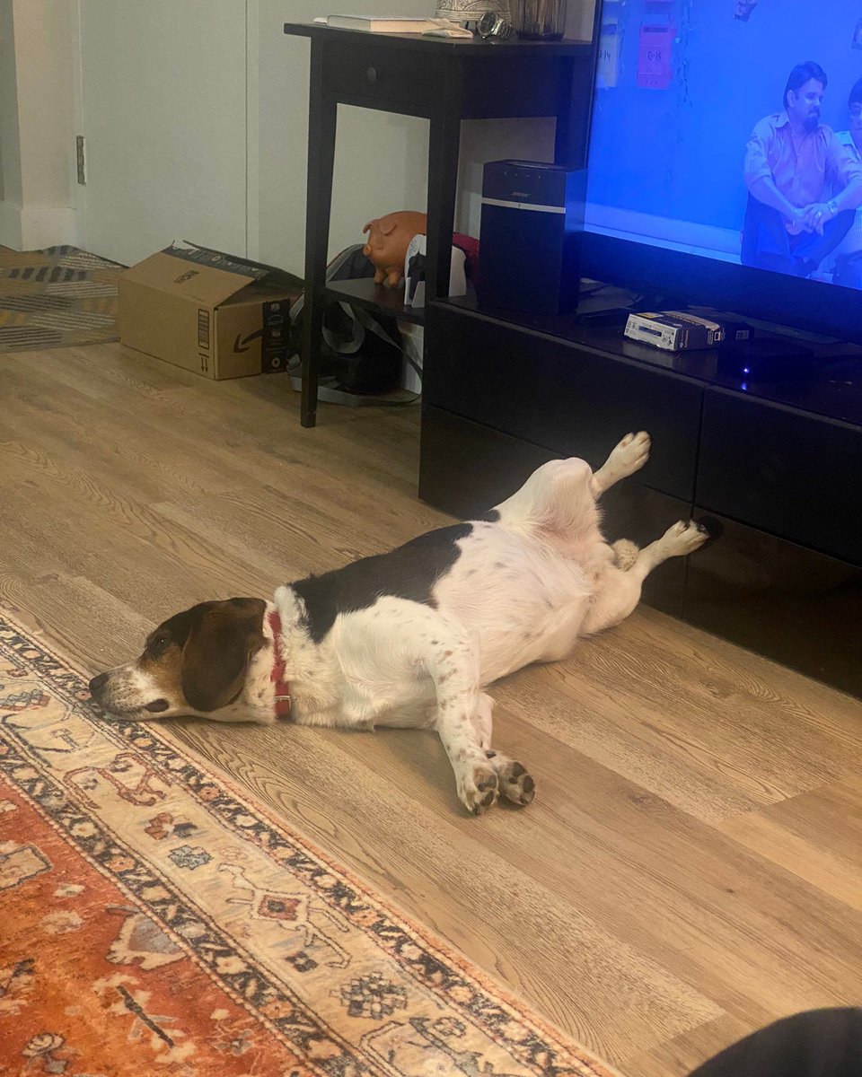 Evidence suggests the #beagle spine is constructed with a blend of stubbornness and high-grade rubber. #beaglefacts

📷 <a href="/priyankagonemad/">Priyanka</a> / Twitter