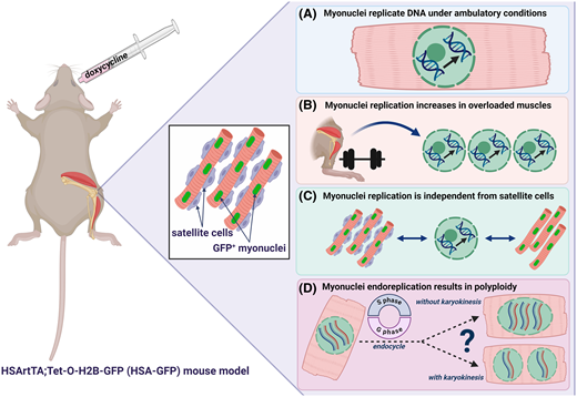 PPPublishing's tweet photo. @aga_borowik, @KevinMurachPhD and Miller explore myonuclear replication, myonuclear domain dynamics, and myonuclear mobility and shape as a new direction for understanding muscle mass maintenance in this #BiochemSocTrans mini-review. https://t.co/DoOkHWAM2P https://t.co/FLJPnVuJxS