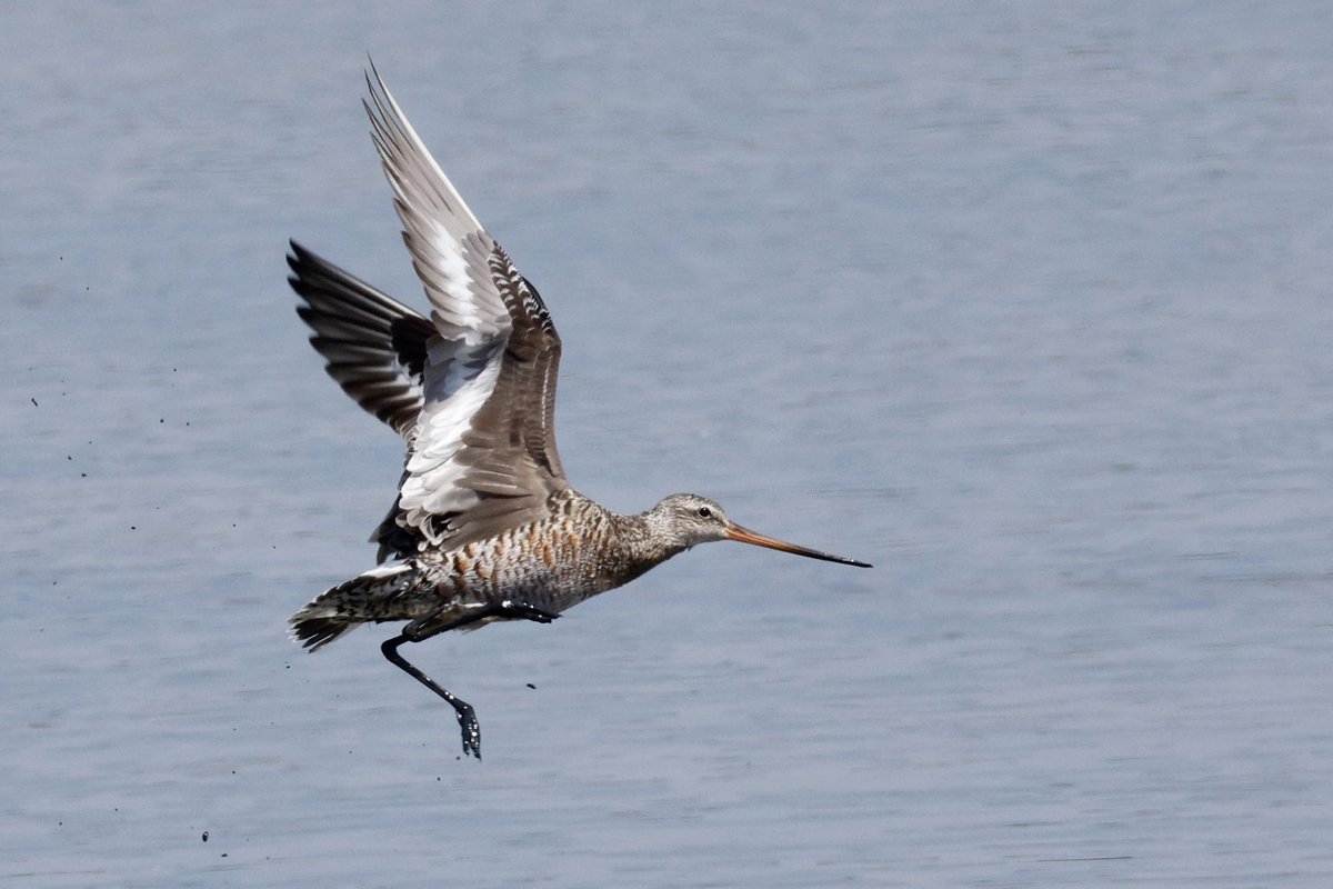 e9doc's tweet image. 