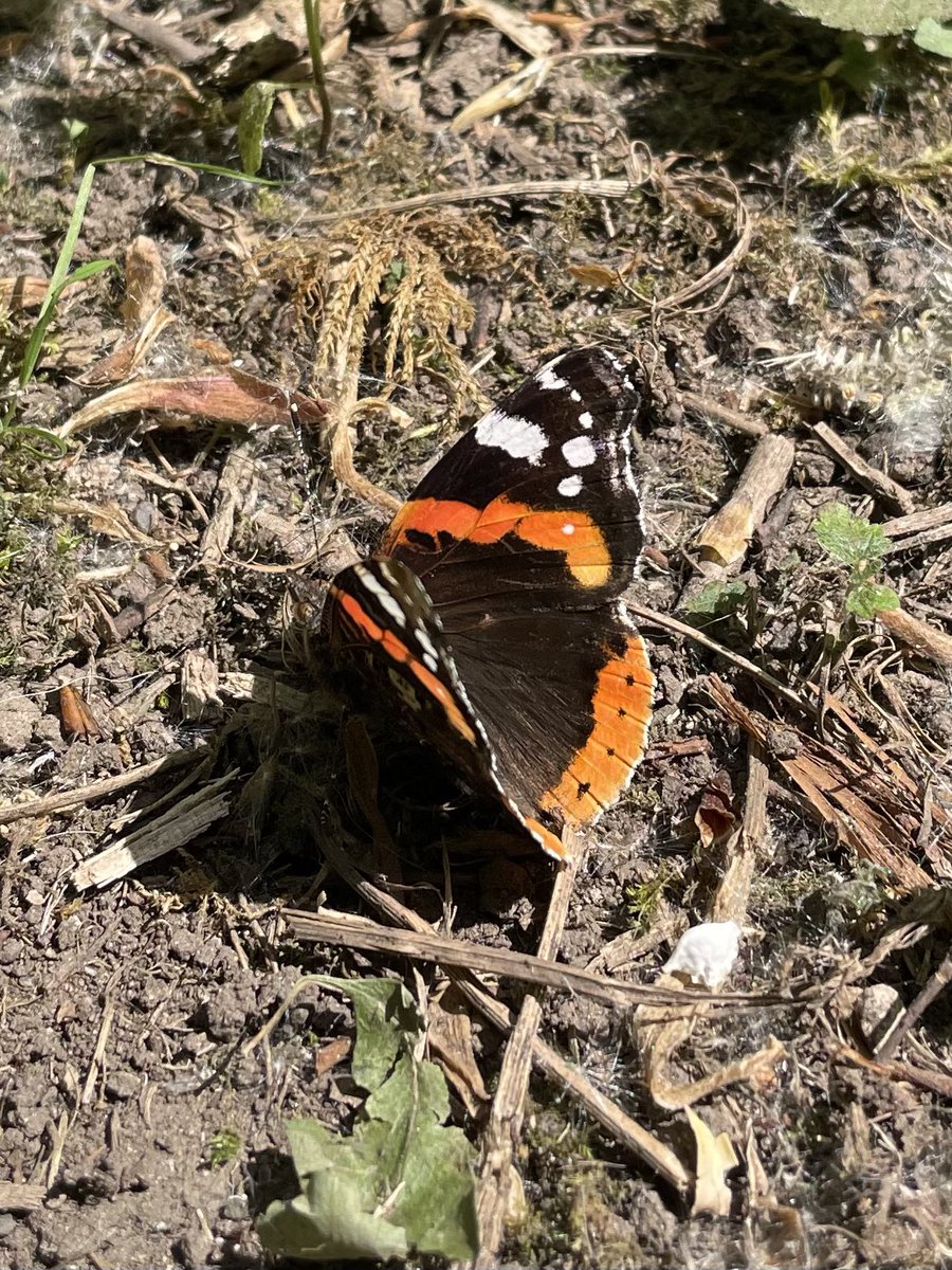 W82Matt's tweet image. 30sp this morning around Royd Moor and Scout Dike. Inc 2x Red Kite over, Oystercatcher, Little Grebe, Reed Bunting, Garden Warbler. First Painted Lady seen of the year, Red Admiral, Speckled Woods and several whites. @Barnsleybsg @BTOSouthYorks @savebutterflies @Natures_Voice