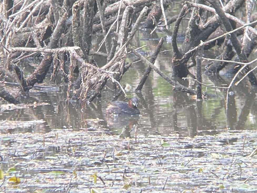 W82Matt's tweet image. 30sp this morning around Royd Moor and Scout Dike. Inc 2x Red Kite over, Oystercatcher, Little Grebe, Reed Bunting, Garden Warbler. First Painted Lady seen of the year, Red Admiral, Speckled Woods and several whites. @Barnsleybsg @BTOSouthYorks @savebutterflies @Natures_Voice