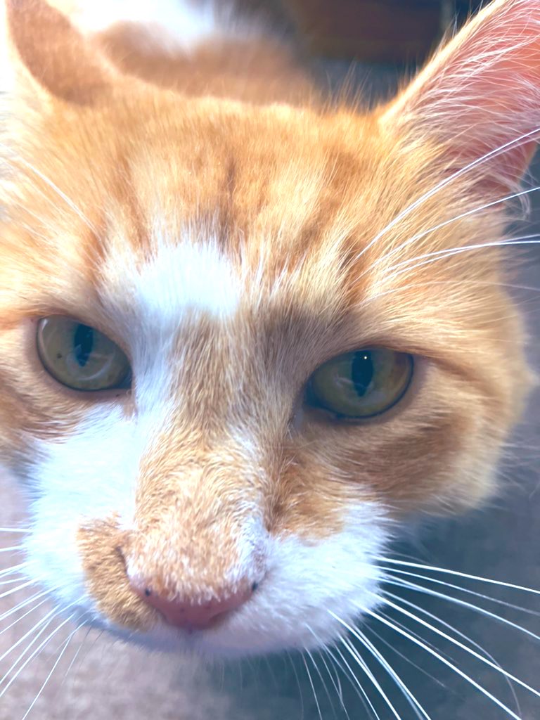I heard a meow der was gonna be a bbq later with steak and fish 😻
Mew making up a plate for me too right? #Hedgewatch #caturday #CatsOfTwitter #catsonx