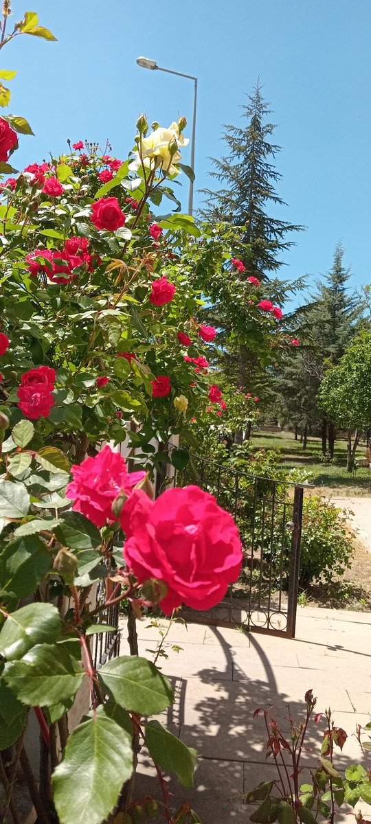 Ön bahçenin kapı üstü sarmaşık gülleri açtı &amp; gül mevsimi başladı!
Şimdi antik kokulu güllerin açmasını bekliyoruz; onlar nazlı!
Ülkemizde de çok yakında güllerin &amp; umutların çoğalması dileğiyle...
#RosesRBeautiful