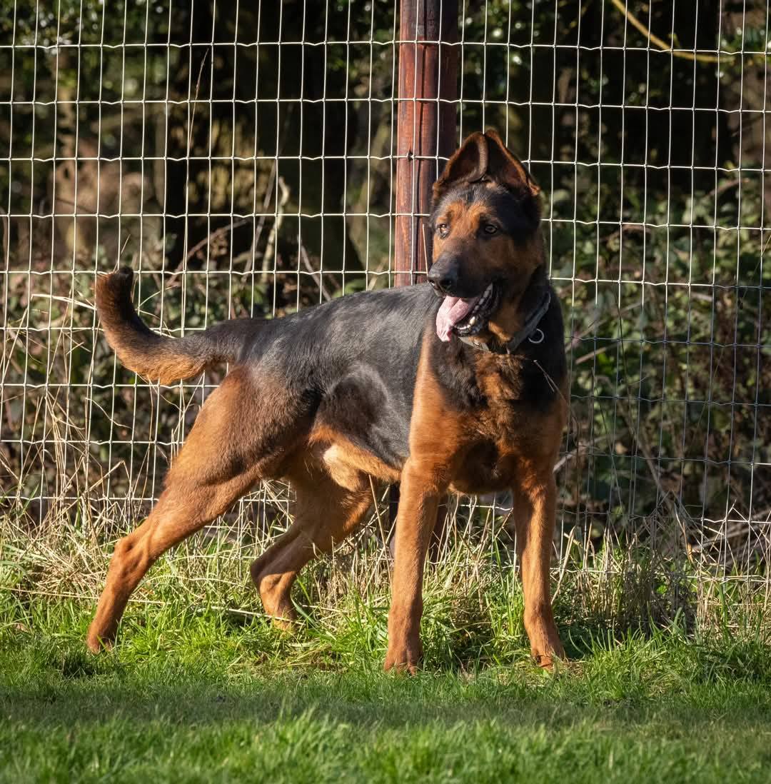This gentle giant is Rocco and he is 4yrs old, Rocco can live with older kids but can be choosy with other #dogs and will need a home with large breed exp please 
#germanshepherd #Notts 
gsrelite.co.uk/rocco-6/