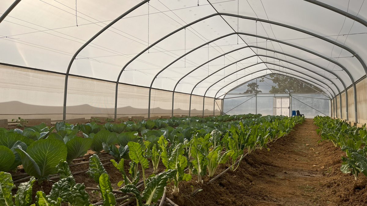 A group of <a href="/StellenboschUni/">Stellenbosch University</a> students recently started a sustainable agriculture project at a school in Kayamandi, in an attempt to reduce inequalities, according to Kaiden Jacobs, a postgraduate student at SU. #sustainability #agriculture 

Read here: smfnews.org/agriculture-pr…