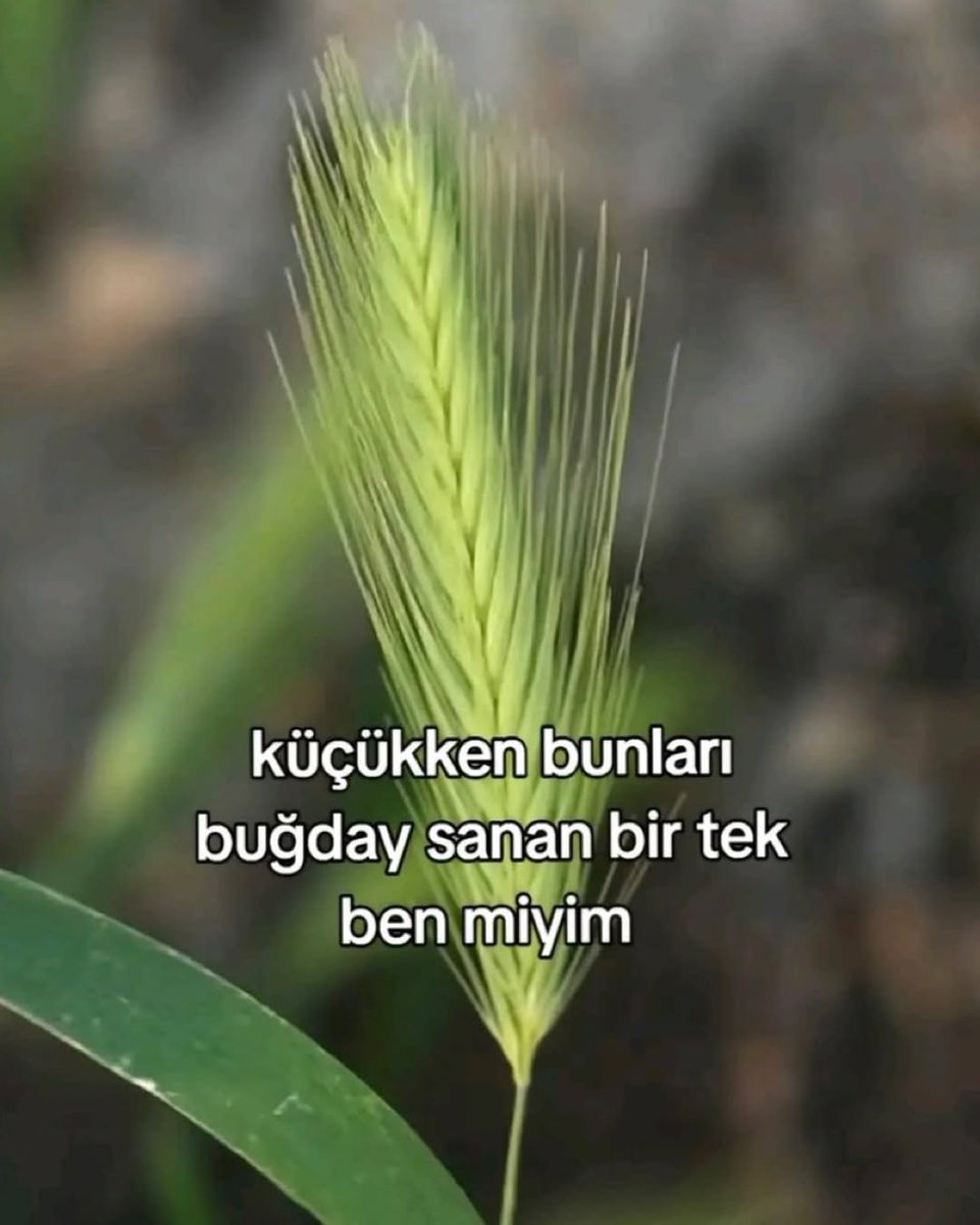 Ezgi (@ezgidiyebir) on Twitter photo 