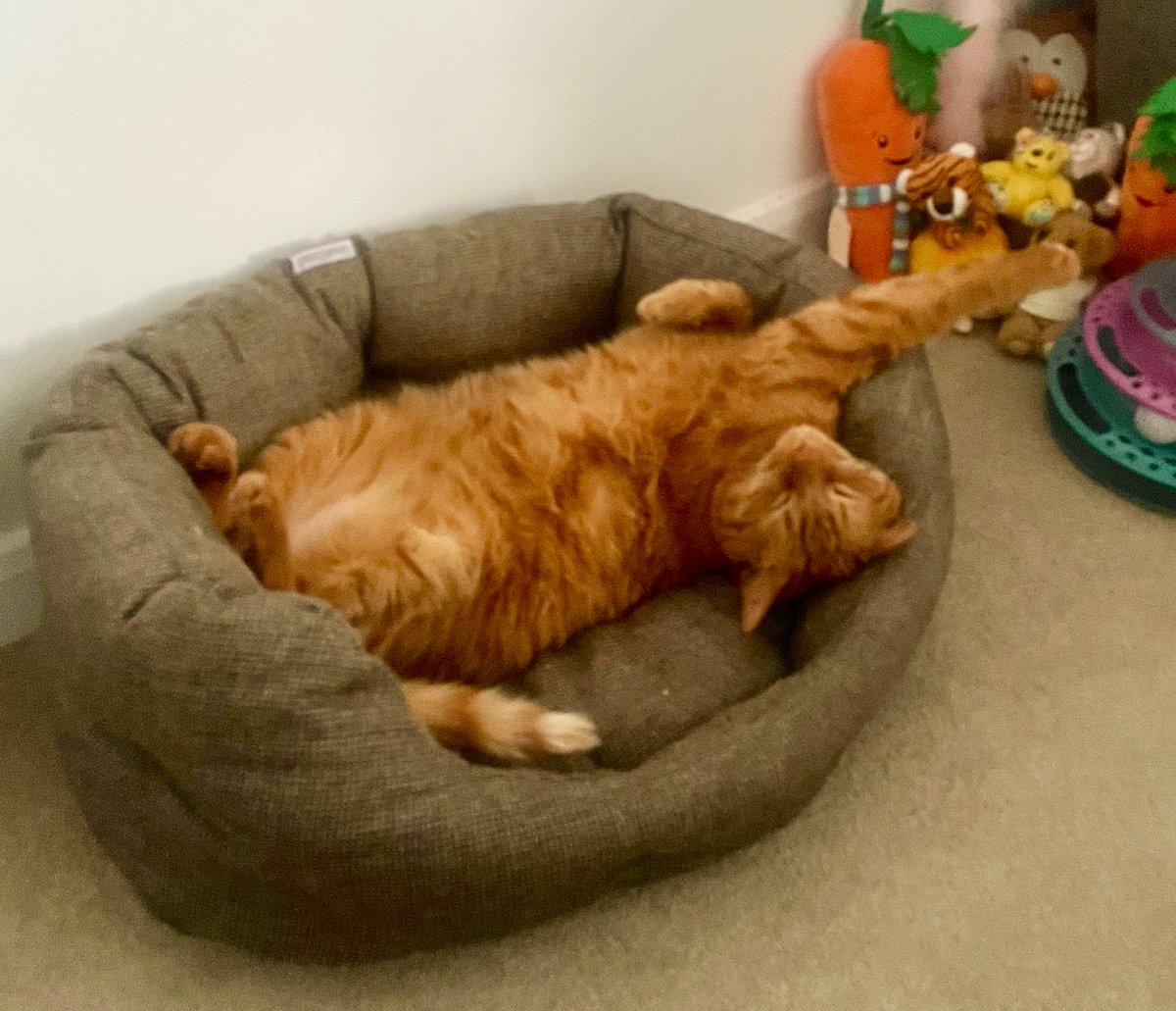 JacK_GingerCat's tweet image. Some #Caturdays are all about resting… 💤
🧡 Have fun chums!
JacK 🐾🐾
#CatsOfTwitter #CatsOfX