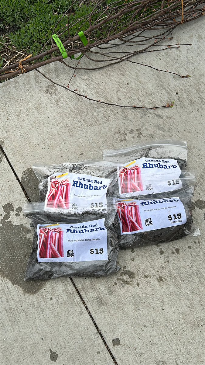 Trying to keep ahead of <a href="/agronomist09/">LL</a> assault on rhubarb #longliverhubarb <a href="/bmreadel/">Bridgette Readel</a> <a href="/ktmiles19/">Katie Miles</a>