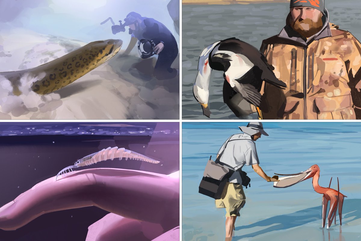 Kamitoge's tweet image. Results from this week’s #paleostream
Vasuki, Camptorhynchus, Mosura and Pterodaustro