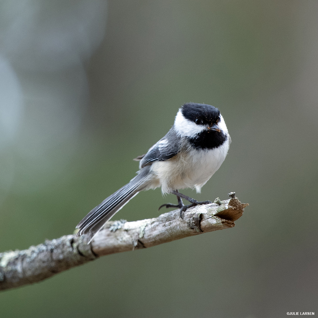 #wcswildview Feathery Flattop

blog.wcs.org/photo/2025/05/… 🪶

#birds #maine