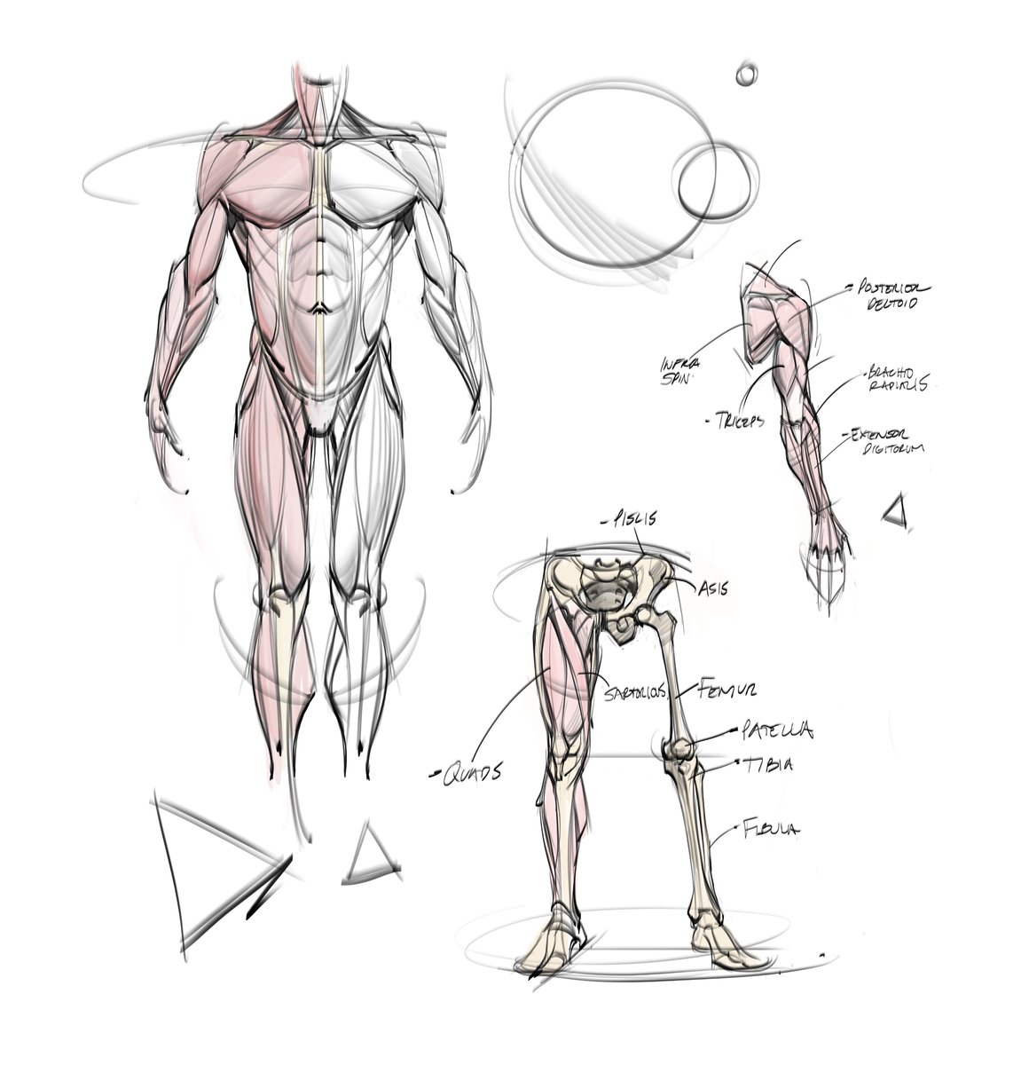 saqomolo's tweet photo. Anatomy sketches! #anatomy #humananatomy #gottogetbetter #goals #arms #legs #muscles #bones #skeleton #figuredrawing #gesturedrawing #doodles #sketches #lineart #pelvis #femur #tibia #fibula #feet #drawing https://t.co/LBSpFRpo6u