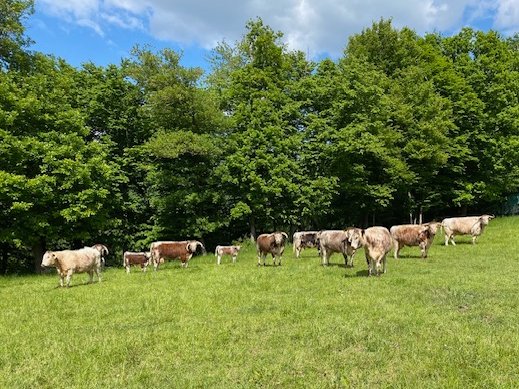 Alle besucht, alles fit😃 Und wenn man auf der Weide eine Teufelskralle (Phyteuma nigrum)  findet weiß man, daß Rinder keine Umweltzerstörer sind🥰🥰🐂Ein schönes Wochenende☺️☺️