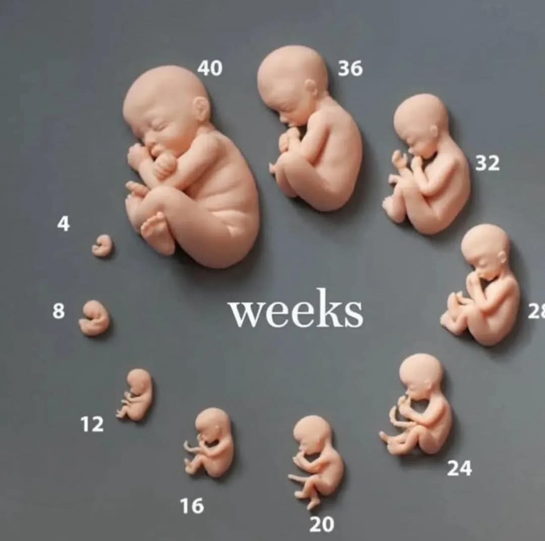 vrhand001's tweet photo. @Pontifex We also need to give voice to the babies that aren't born yet. They don't have a voice so we need to be their voice to protect them https://t.co/mp7KC4TF6s