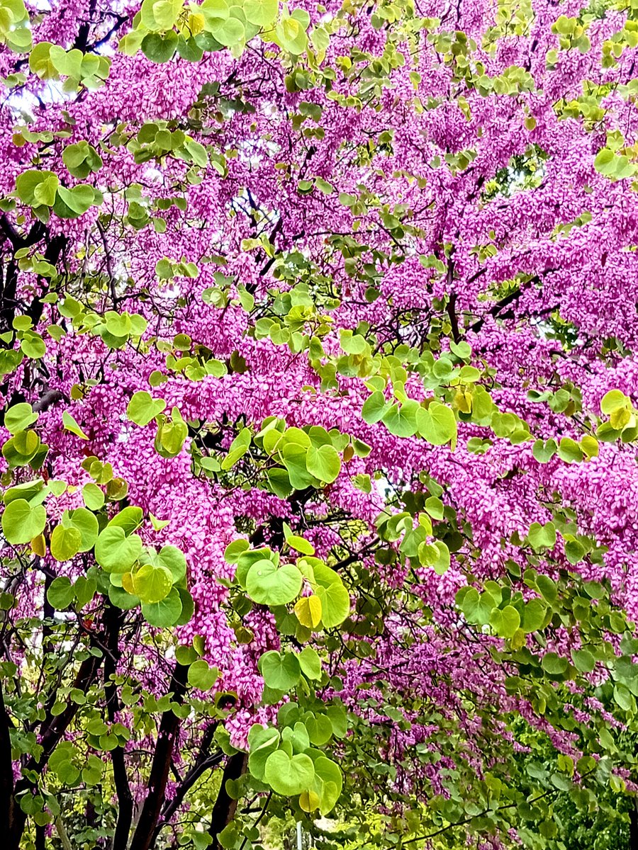 Катерина Галич tweet media