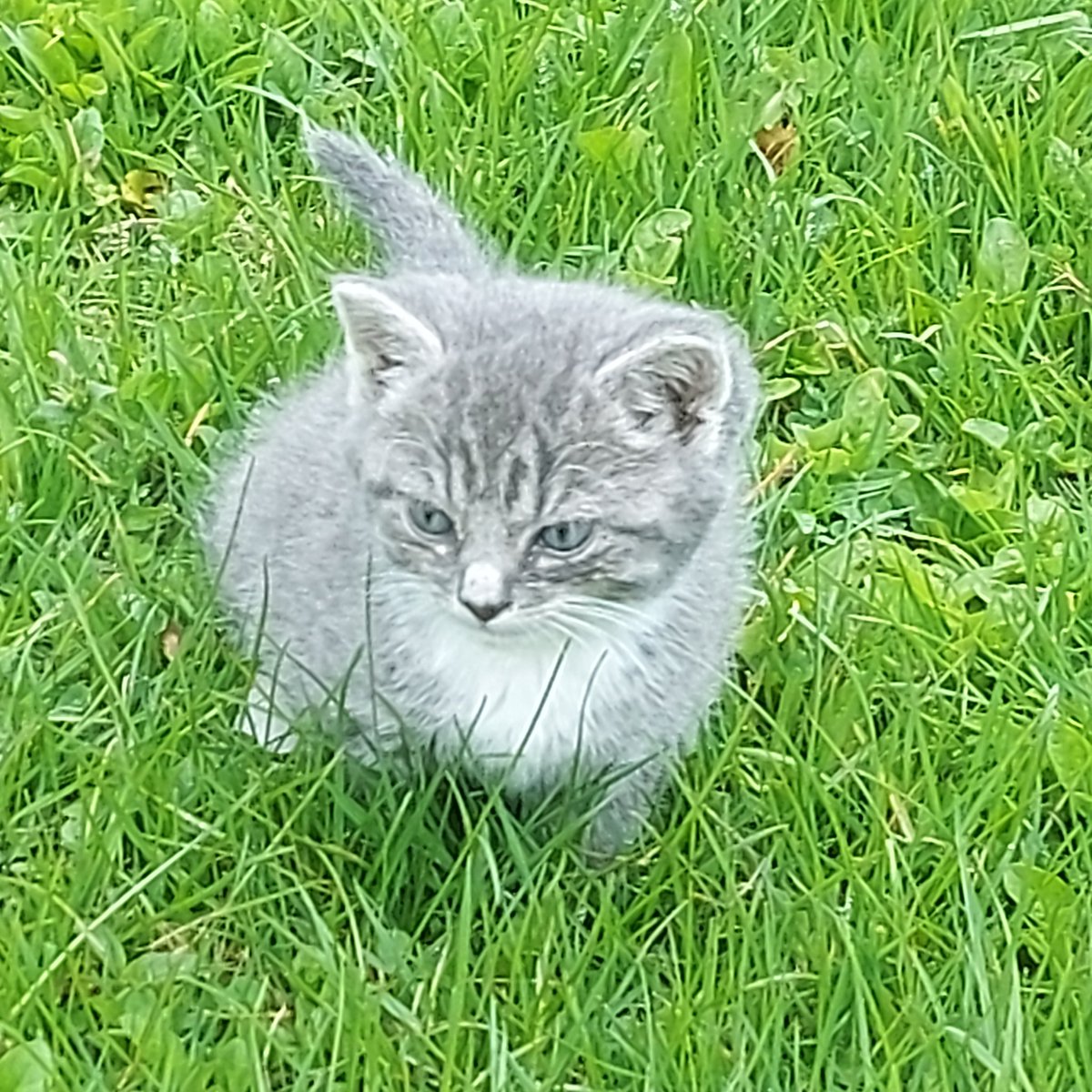 ANotgoodArtist's tweet photo. This fuckin idiot came running out of the forest towards me and my friends a couple days ago and now she's just like our bestie???

#kitten #cat #Caturday #cute https://t.co/zVJmxtgnAL