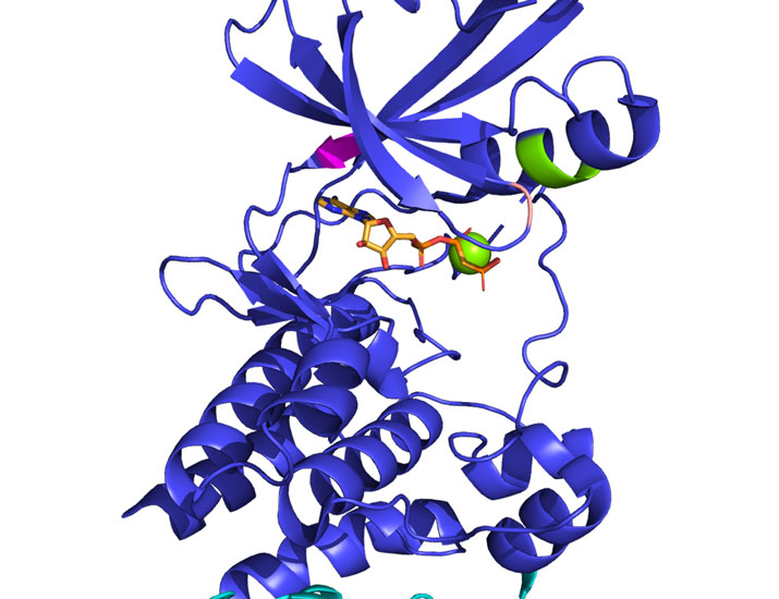 scisignal's tweet photo. A new resource presents an atlas of bacterial #SerineThreonineKinase sequences to inform drug development and kinase research and categorizes the kinases into families based on sequence and structural characteristics. @universityofga @kannanlab https://t.co/8UNWWdbCh7 https://t.co/Az9iJ0V1IK