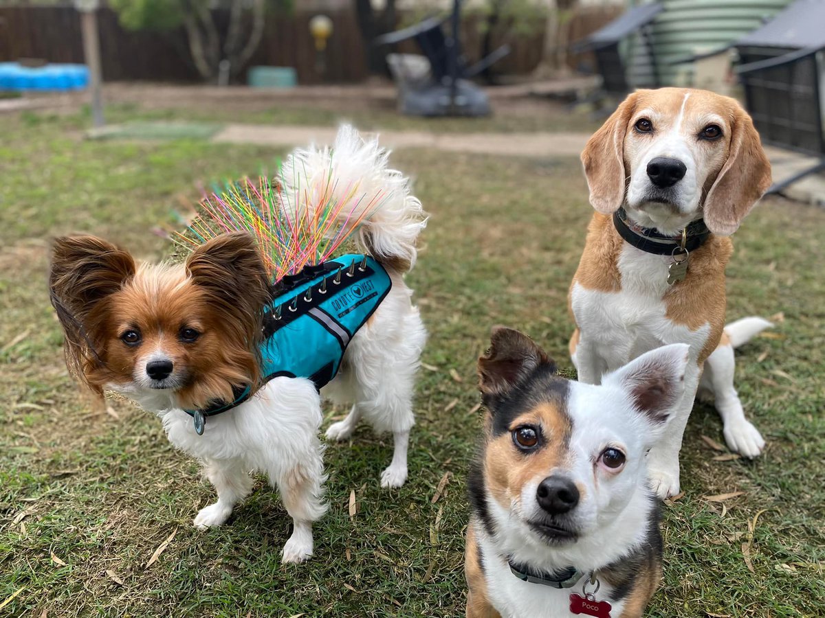 Lincoln looking sharp and safe in his new CoyoteVest! 💪 We're so glad it fits comfortably and gives you both peace of mind on walks. Smart thinking about staying aware of the Aussie heat – keeping our furry mates safe in all ways is key! 🇦🇺❤️🐾🛡️ #CoyoteVest #DogSafety #Walkies