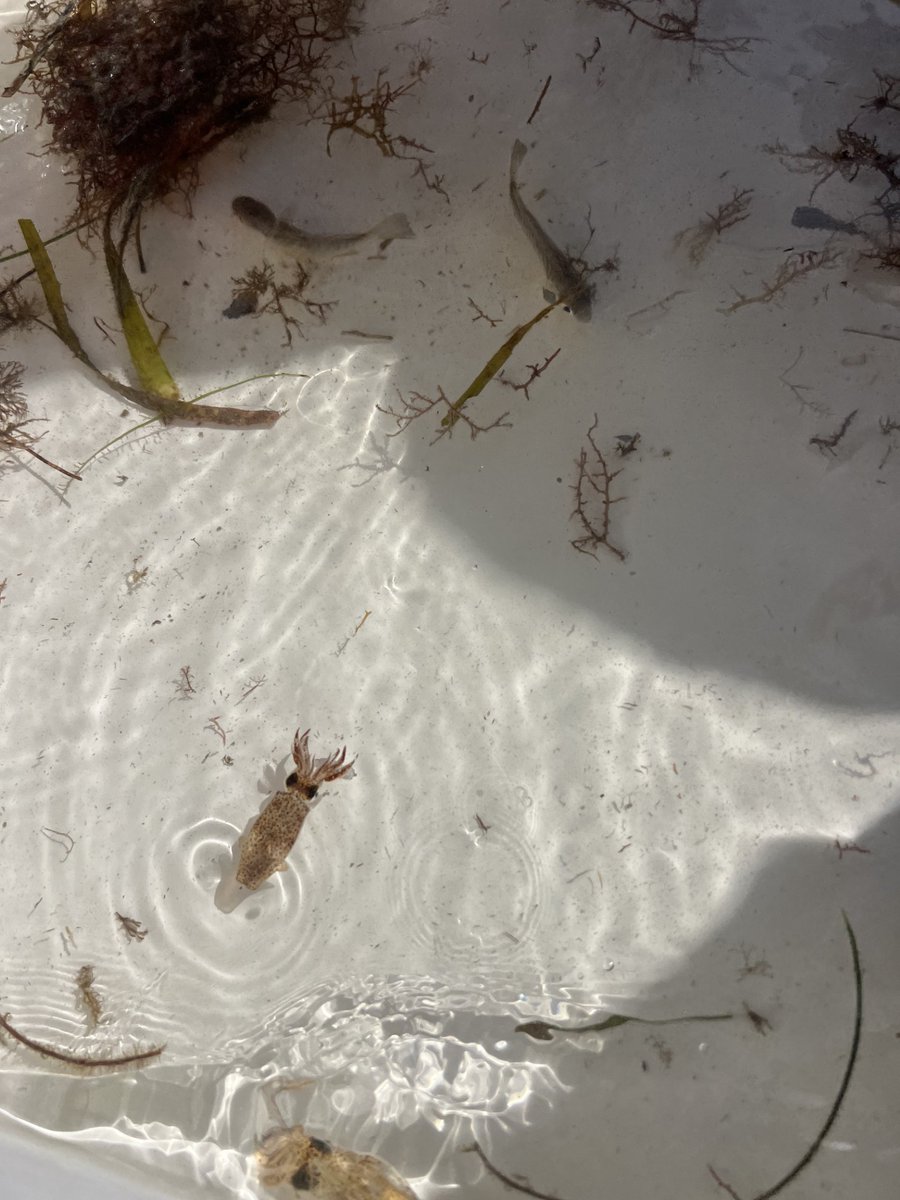 FSUMarineLab's tweet photo. Had a great time showing some students from Franklin County School around the lab last Thursday! Even had the opportunity for a boat tour, where they witnessed some beautiful marine life! 🐚🐟 
#LabTour #HandsOnLearning #FSUCML https://t.co/WLTVaREb8E