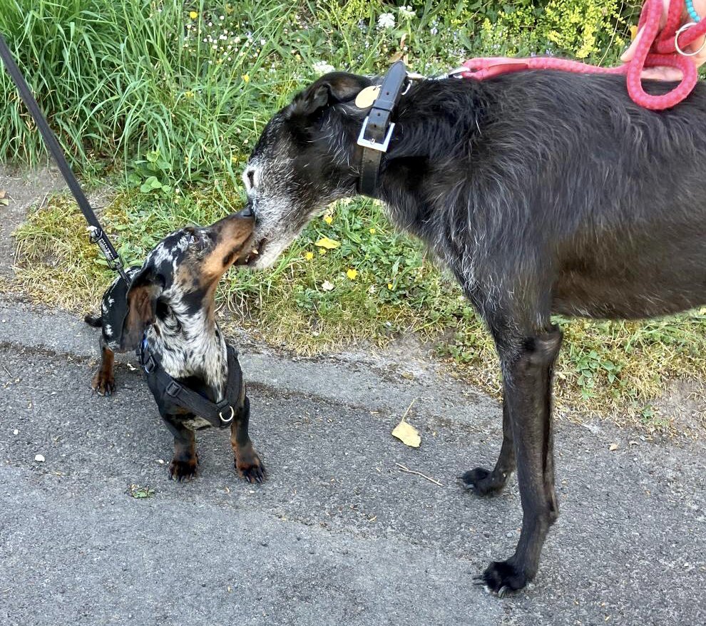 This is my pal Otto the sausage!