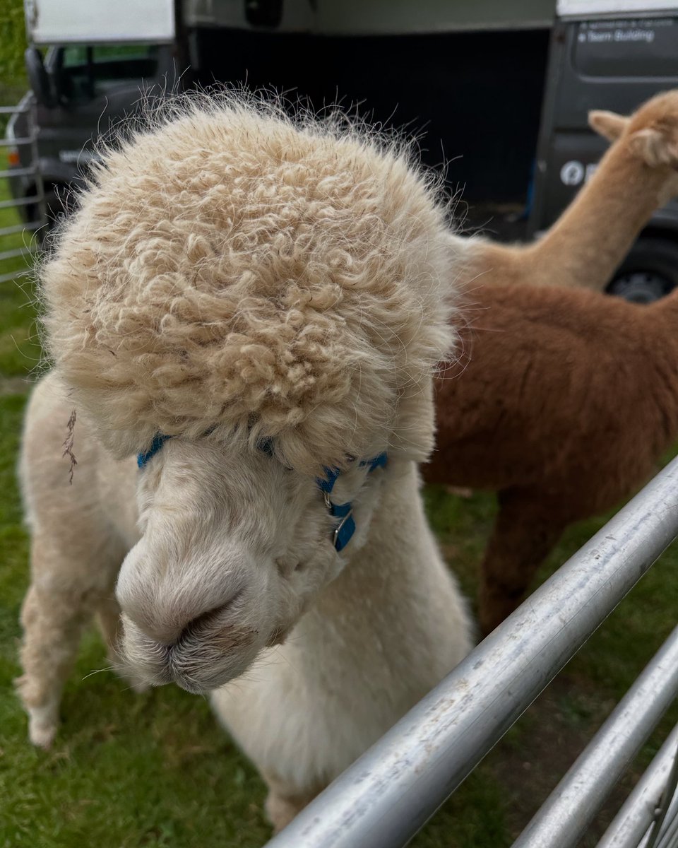 What a good morning over <a href="/NTGunbyHall/">Gunby Hall and Gardens</a> taking folks on an archaeological ramble for <a href="/LincsWoldsNL/">Lincs Wolds National Landscape</a> Active Outdoors Festival