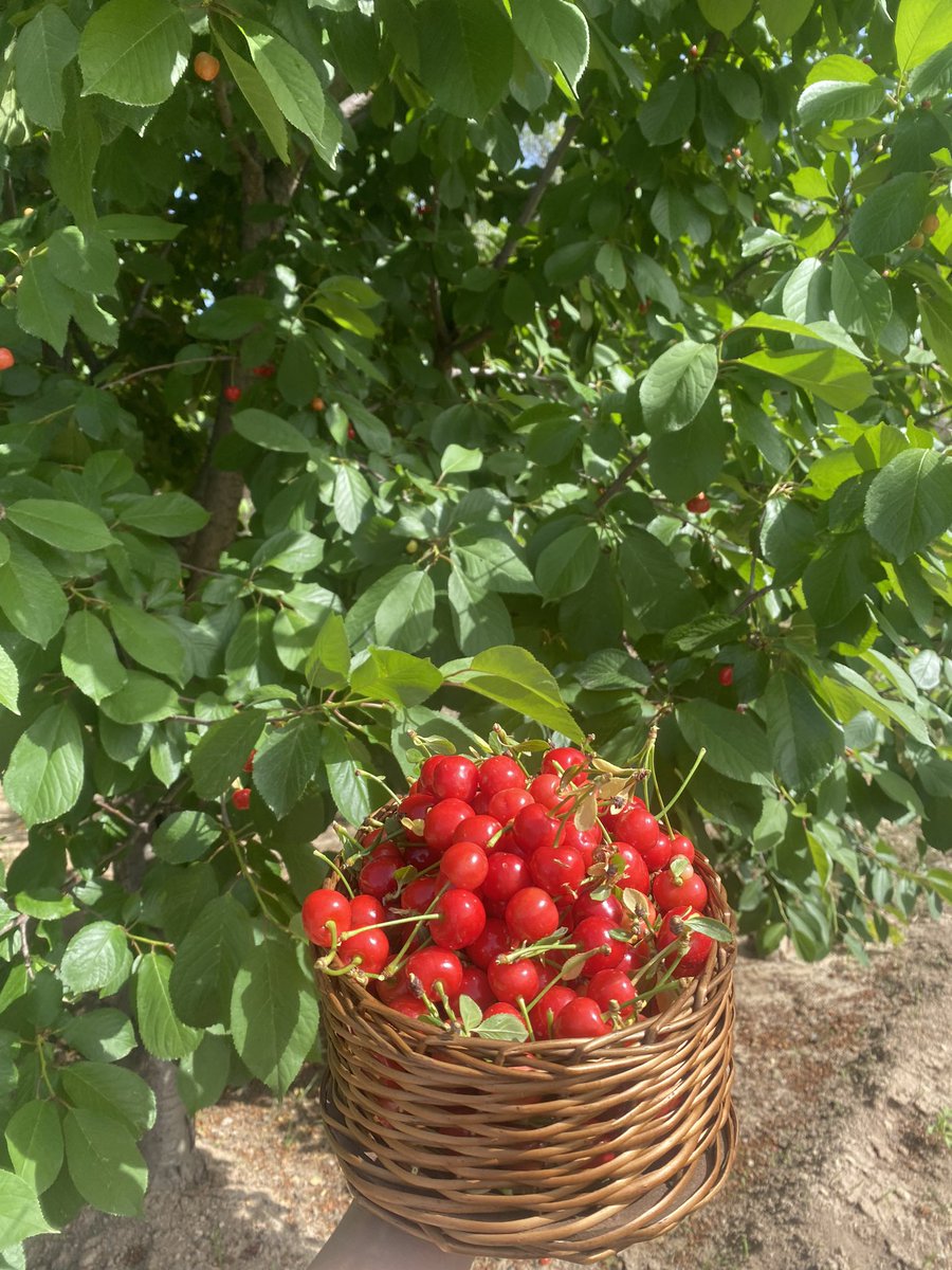 layla_kurd9's tweet photo. #gillas 🍒🍒 https://t.co/Vlen4hvhtR