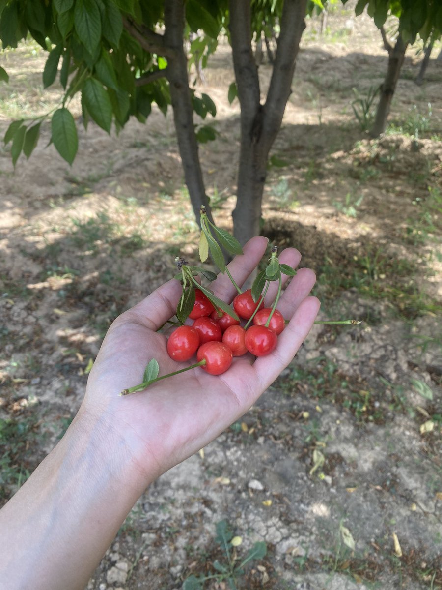 layla_kurd9's tweet photo. #gillas 🍒🍒 https://t.co/Vlen4hvhtR