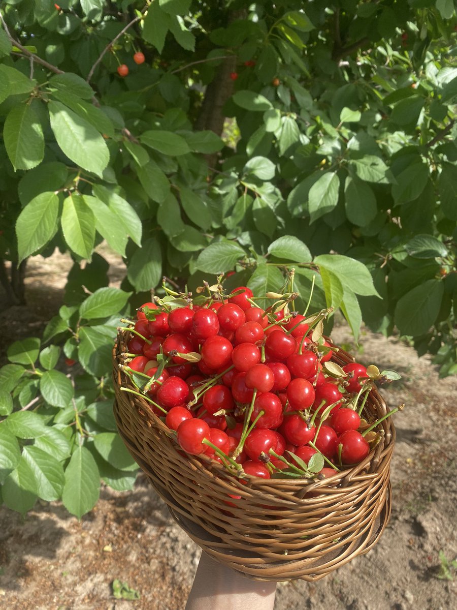 layla_kurd9's tweet photo. #gillas 🍒🍒 https://t.co/Vlen4hvhtR