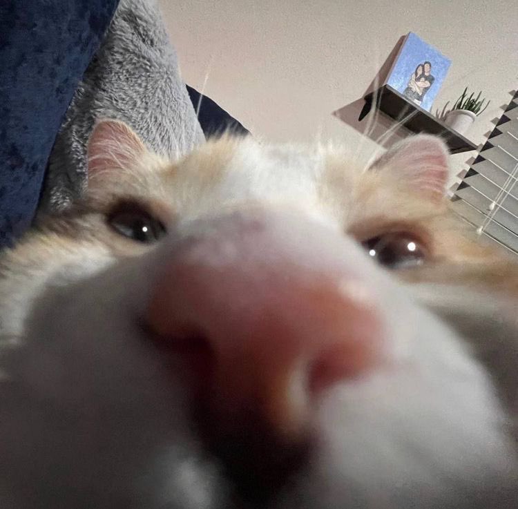 PULSE THMS // トミー tweet media