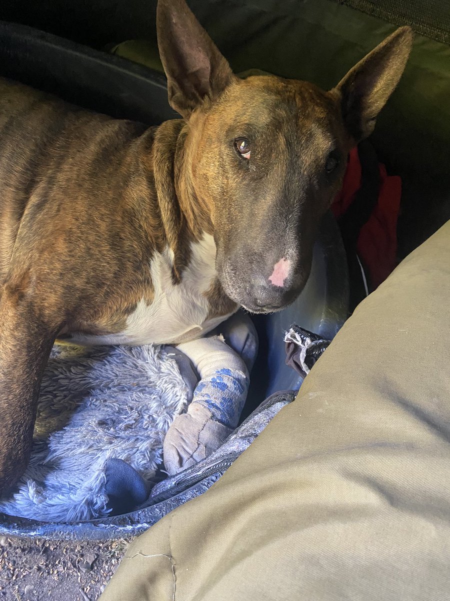 Some one ripped of his dew claw on Thursday evening