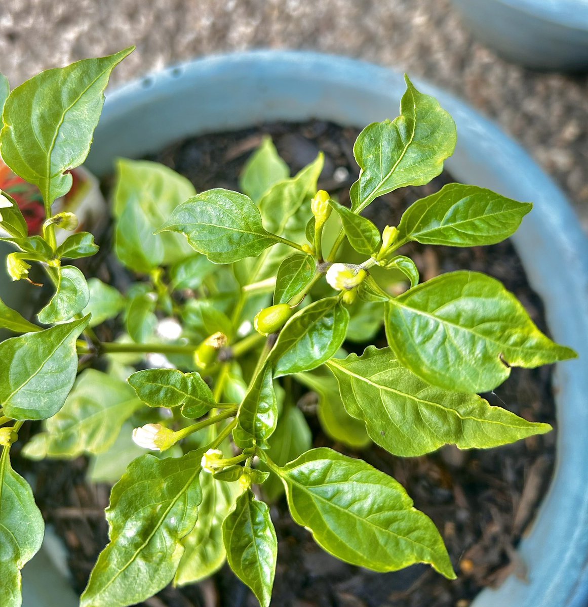 Jo_sHomestead's tweet photo. And this is the exciting part of planting gardens!!! 🌶️🍅🍅🍅🍓

 #superchilipeppers #freshproduce #growingourownproduce #raisingourfamilycountry #pepperplants #beingourownfarmersmarket #foodfromscratch #urbangarden #urbangardeners #josbarefoothomestead 👣🐝 https://t.co/QIlYJM0Fhi