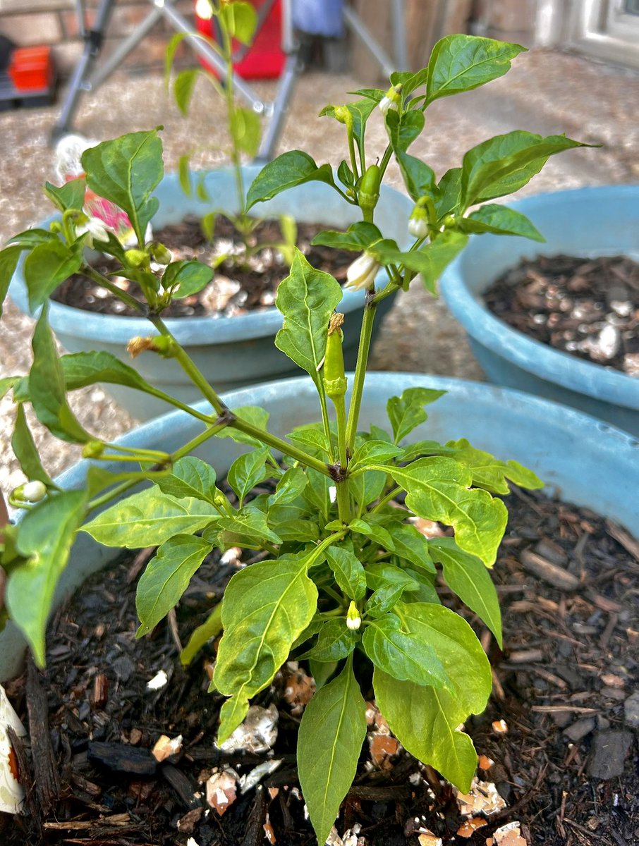 Jo_sHomestead's tweet photo. And this is the exciting part of planting gardens!!! 🌶️🍅🍅🍅🍓

 #superchilipeppers #freshproduce #growingourownproduce #raisingourfamilycountry #pepperplants #beingourownfarmersmarket #foodfromscratch #urbangarden #urbangardeners #josbarefoothomestead 👣🐝 https://t.co/QIlYJM0Fhi