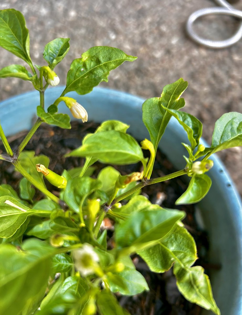 Jo_sHomestead's tweet photo. And this is the exciting part of planting gardens!!! 🌶️🍅🍅🍅🍓

 #superchilipeppers #freshproduce #growingourownproduce #raisingourfamilycountry #pepperplants #beingourownfarmersmarket #foodfromscratch #urbangarden #urbangardeners #josbarefoothomestead 👣🐝 https://t.co/QIlYJM0Fhi