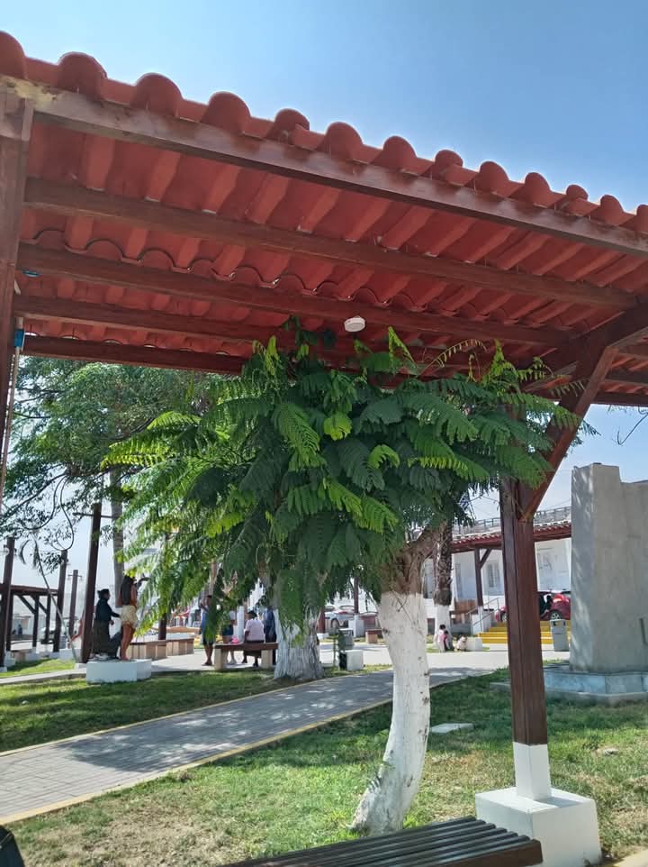 LuchoPeru's tweet photo. En #Huanchaco, la recién inaugurada obra municipal consideró poner techo a un árbol🤦 https://t.co/TUtcWfgrxb