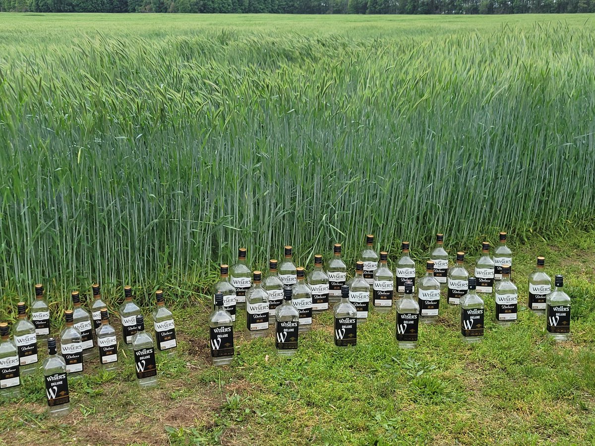 Emery Huszka (@emeryhuszka) on Twitter photo <a href="/CDNWhiskyDoc/">Don Livermore - Uisgephile (whisky lover)</a> <a href="/kwscanada/">KWS Canada</a> <a href="/GrainFarmers/">Grain Farmers of Ontario</a> <a href="/TrevorJonesCKL/">Trevor Jones</a> <a href="/SpiritsCanada/">Spirits Canada</a>
There's a great movie set in a corn field that says "if you build it they will come". Best crop of Brasetto Rye I've grown but these bottles haven't refilled themselves yet! What am I doing wrong Don? <a href="/CDNWhiskyDoc/">Don Livermore - Uisgephile (whisky lover)</a> <a href="/kwscanada/">KWS Canada</a> <a href="/GrainFarmers/">Grain Farmers of Ontario</a> <a href="/TrevorJonesCKL/">Trevor Jones</a> <a href="/SpiritsCanada/">Spirits Canada</a>
There's a great movie set in a corn field that says "if you build it they will come". Best crop of Brasetto Rye I've grown but these bottles haven't refilled themselves yet! What am I doing wrong Don?