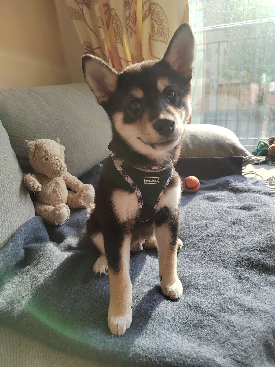 millypod1's tweet photo. 🆘15 MAY 2025 #Lost BO #ScanMe #STOLEN??
Black & Tan Shiba Inu Male #PUPPY
Midsummer Common #Cambridge #CB5 https://t.co/StmyidS88C https://t.co/JBRiOk6UHc