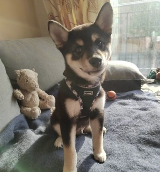millypod1's tweet photo. 🆘15 MAY 2025 #Lost BO #ScanMe #STOLEN??
Black & Tan Shiba Inu Male #PUPPY
Midsummer Common #Cambridge #CB5 https://t.co/StmyidS88C https://t.co/JBRiOk6UHc