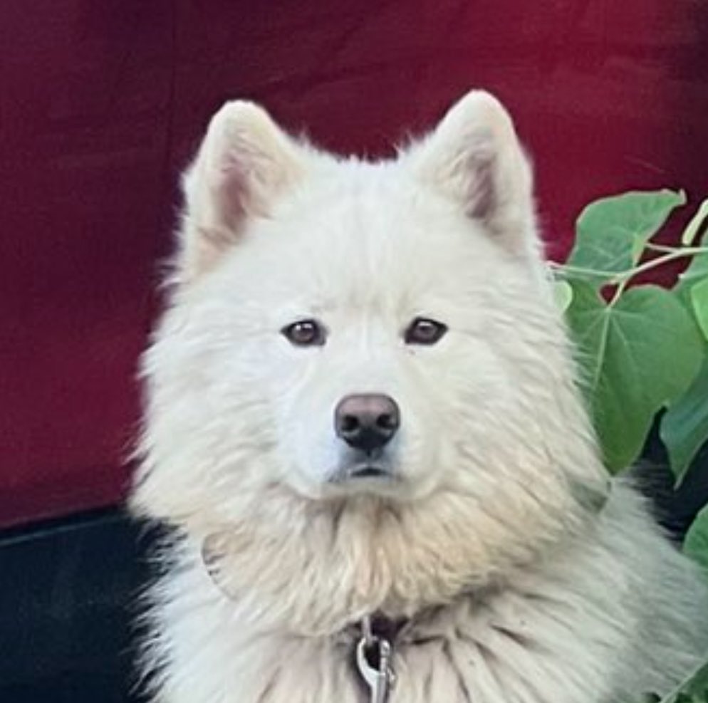 İlk kez gülmeyen bir Samoyet görüyorum. Çok mutsuz ve korkmuş.
Lütfen sahibinin önüne düşürelim bunu.