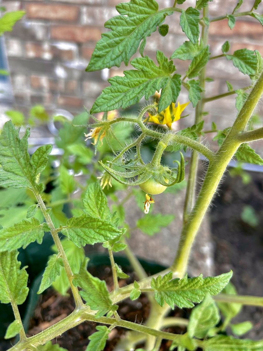 Jo_sHomestead's tweet photo. And this is the exciting part of planting gardens!!! 🌶️🍅🍅🍅🍓

 #tomatoplants #strawberries #freshproduce #growingourownproduce #raisingourfamilycountry #beingourownfarmersmarket #foodfromscratch #urbangarden #urbangardeners #josbarefoothomestead 👣🐝 https://t.co/KxGsd14LE0
