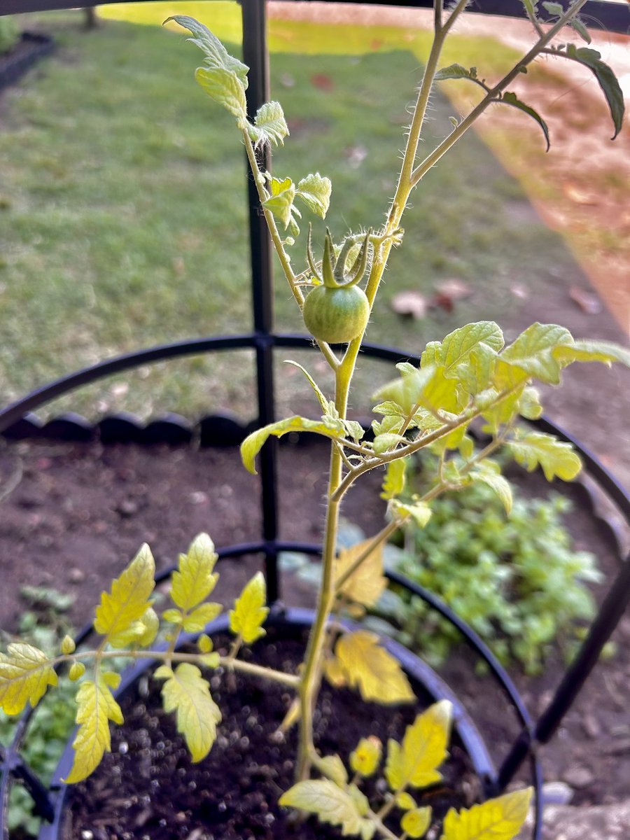 Jo_sHomestead's tweet photo. And this is the exciting part of planting gardens!!! 🌶️🍅🍅🍅🍓

 #tomatoplants #strawberries #freshproduce #growingourownproduce #raisingourfamilycountry #beingourownfarmersmarket #foodfromscratch #urbangarden #urbangardeners #josbarefoothomestead 👣🐝 https://t.co/KxGsd14LE0