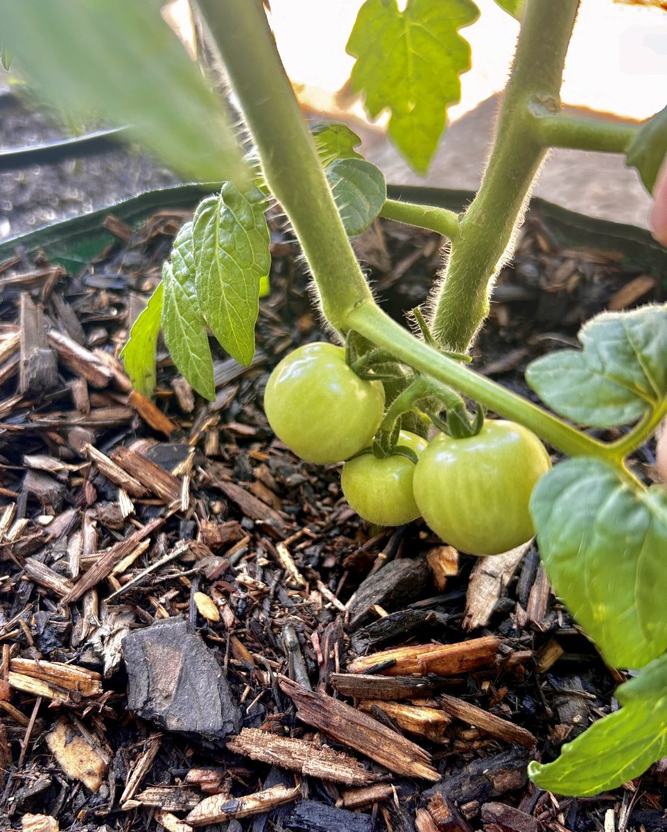 Jo_sHomestead's tweet photo. And this is the exciting part of planting gardens!!! 🌶️🍅🍅🍅🍓

 #tomatoplants #strawberries #freshproduce #growingourownproduce #raisingourfamilycountry #beingourownfarmersmarket #foodfromscratch #urbangarden #urbangardeners #josbarefoothomestead 👣🐝 https://t.co/KxGsd14LE0