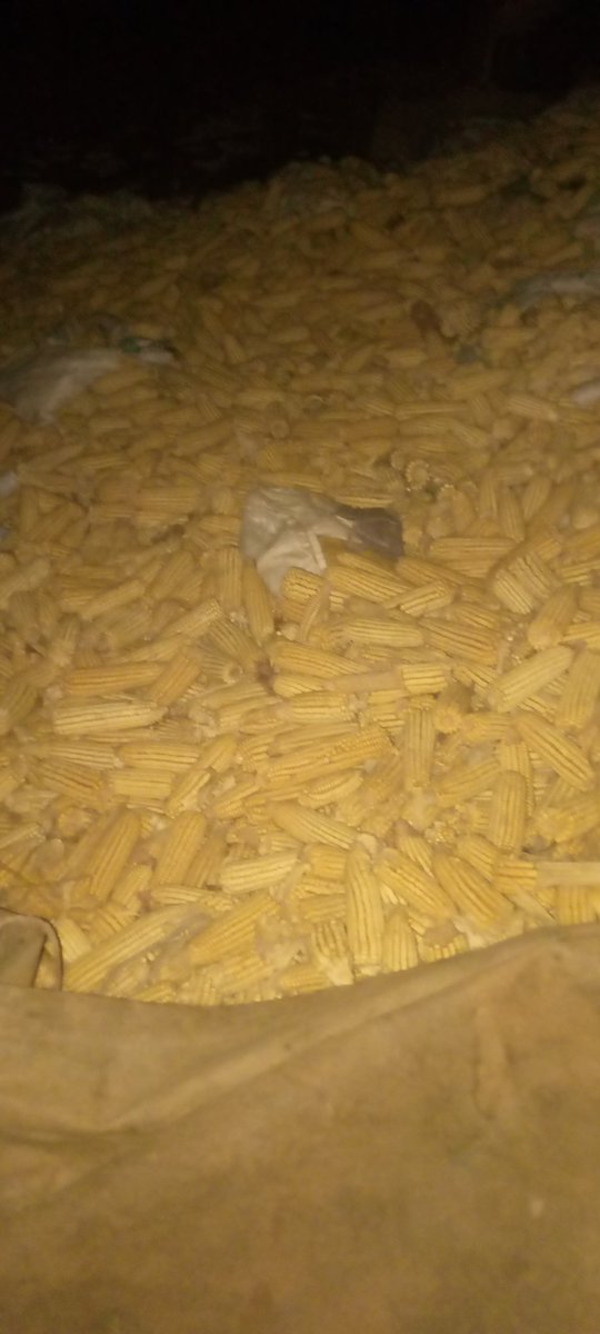 _maxwellmwamba's tweet image. Harvesting both by hands and machine boot pressure 🥾 continues 👨🏽‍💻