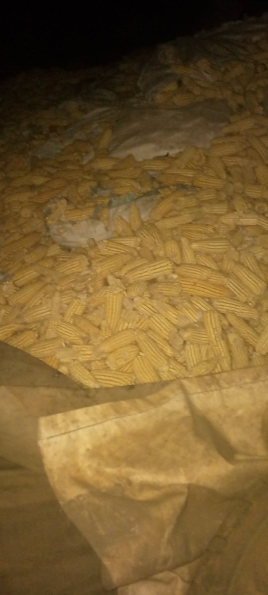 _maxwellmwamba's tweet image. Harvesting both by hands and machine boot pressure 🥾 continues 👨🏽‍💻