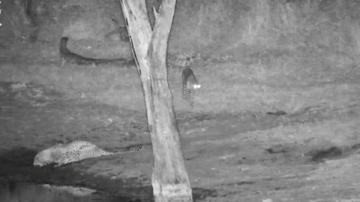 prox4u's tweet photo. #africanwildlive #djumacam 2 leopards on djuma https://t.co/LaPjFq0P71
