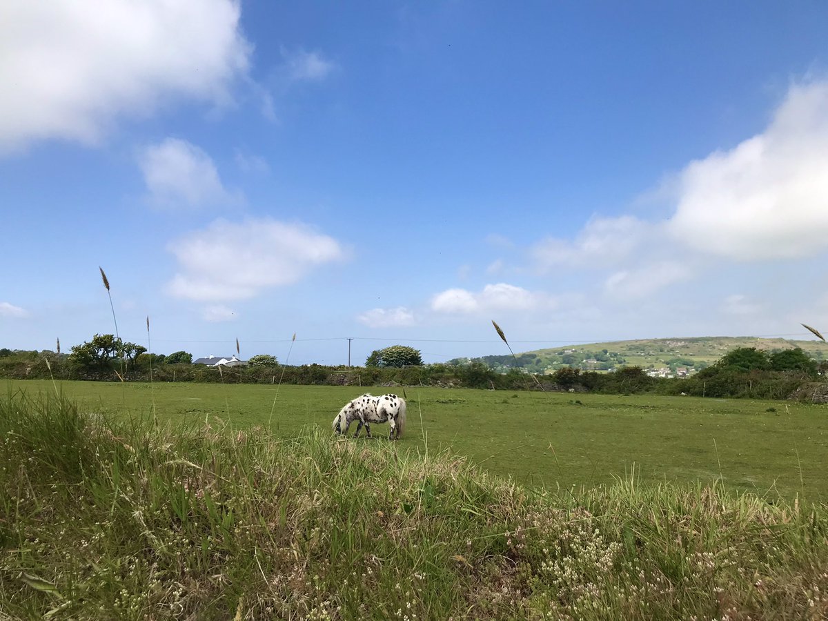 BlueWaters_H0L's tweet image. Horses in the fields along the mining trail #lanner #cornwall